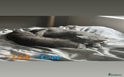 Russian Blue cats for sale: 2 x Pedigree Russian Blue GCCF - Advert 11