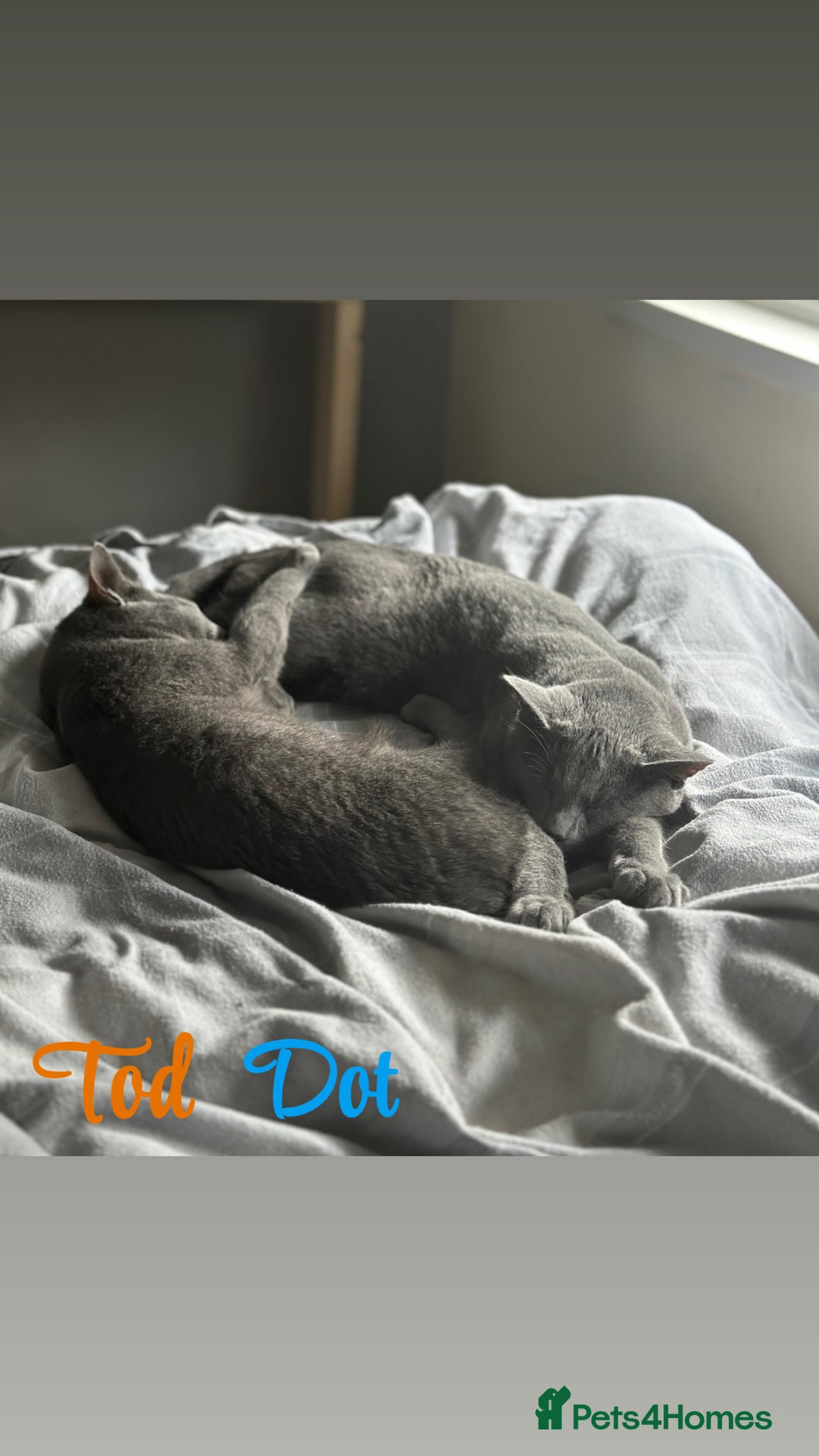 Russian Blue cats for sale: 2 x Pedigree Russian Blue GCCF - Advert 11