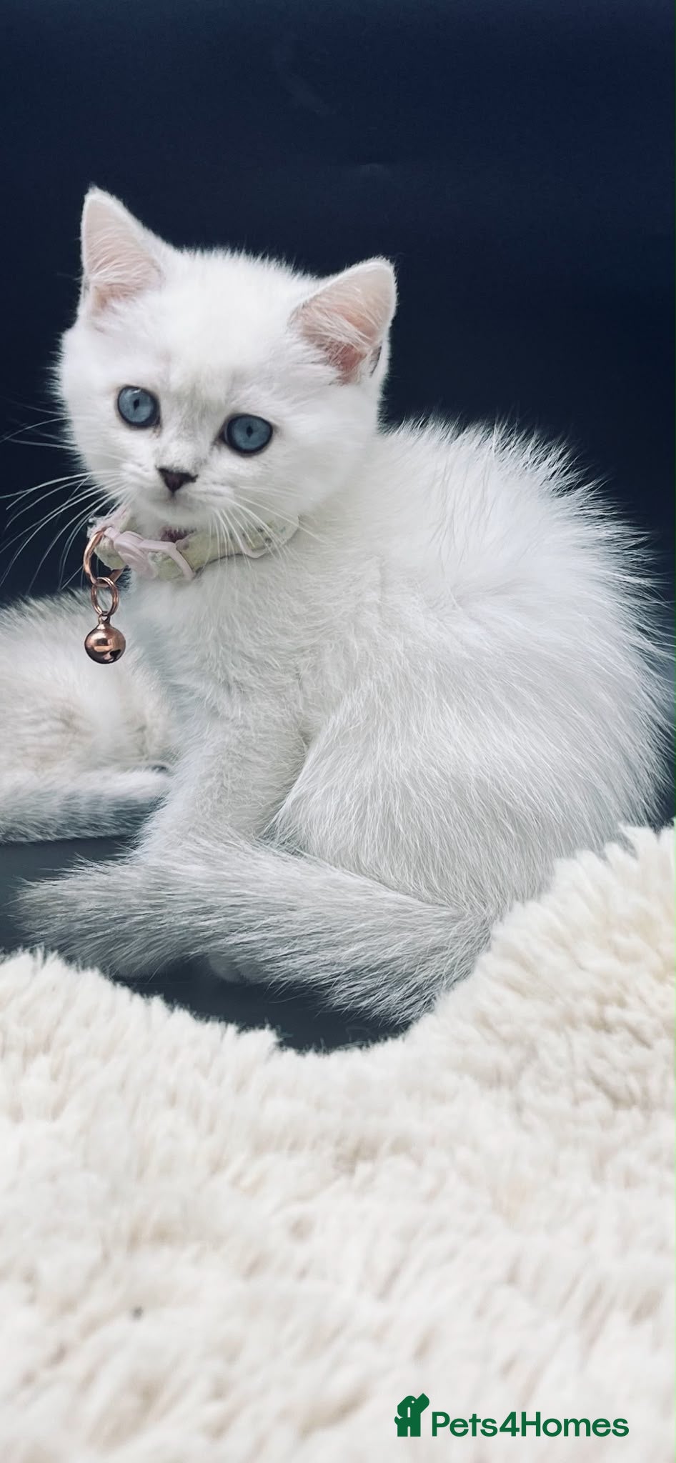 Scottish Fold cats Fully-vaccinated and TICA-registered Kittens  - Advert 5