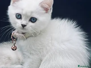 Scottish Fold cats Fully-vaccinated and TICA-registered Kittens - Advert 5