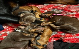 Dobermann dogs for sale: Doberman Puppies For Sale  - Image 1