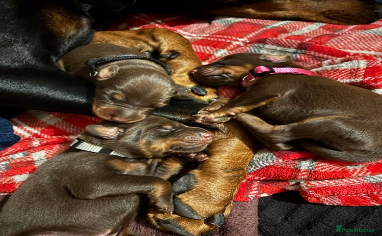 Dobermann dogs - Advert 1