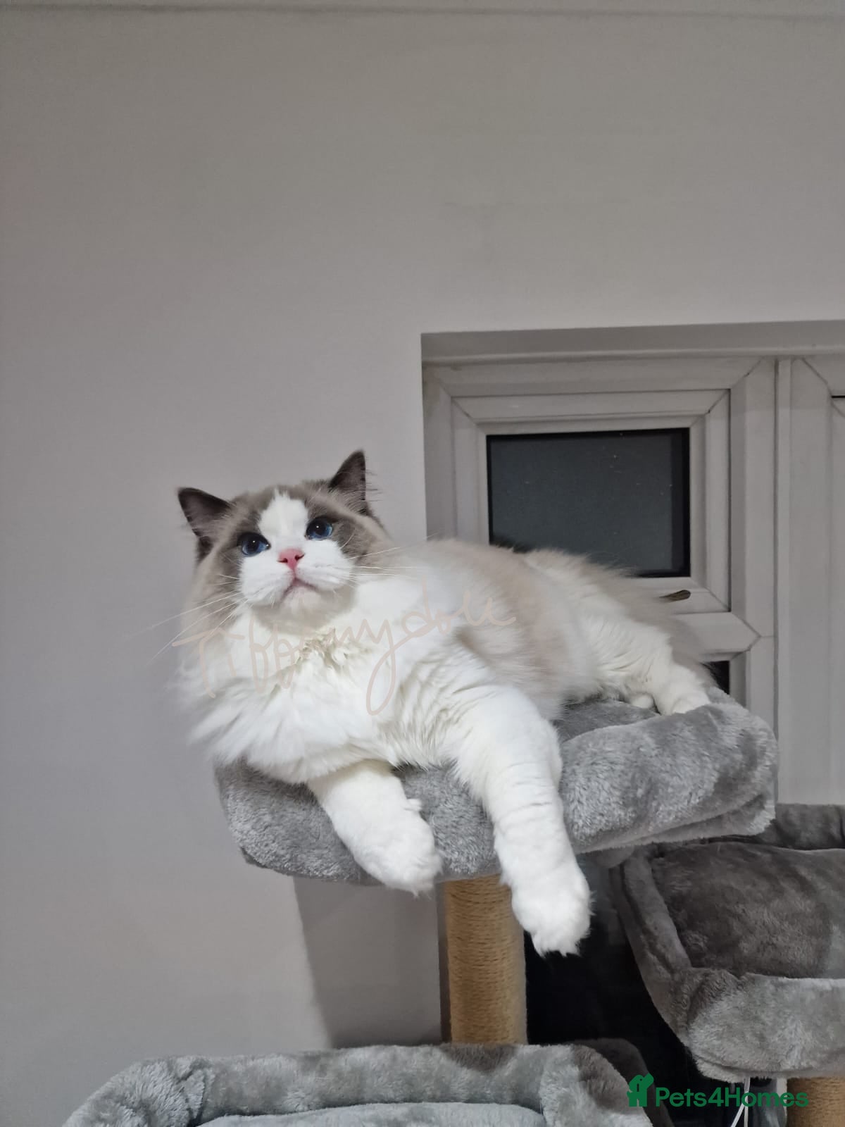 Ragdoll cats Tica registered lovely Bicolour boy for stud - Advert 1