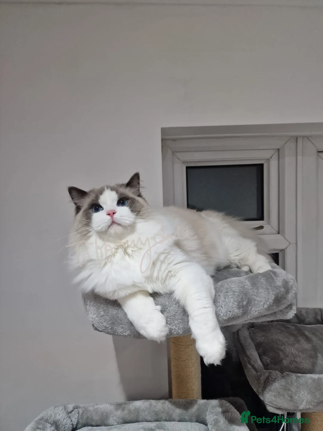 Ragdoll cats for stud: Tica registered lovely Bicolour boy for stud - Advert 1