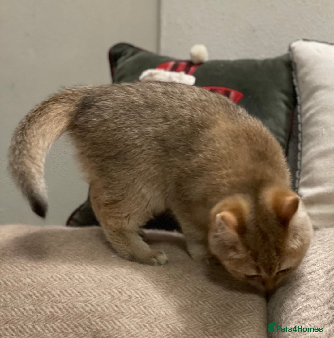 British Shorthair cats for sale: Ready This Weekend Golden Female Kitten  - Advert 5