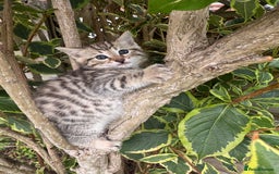 Bengal cats for sale: Bengal x Persian kittens - Image 13