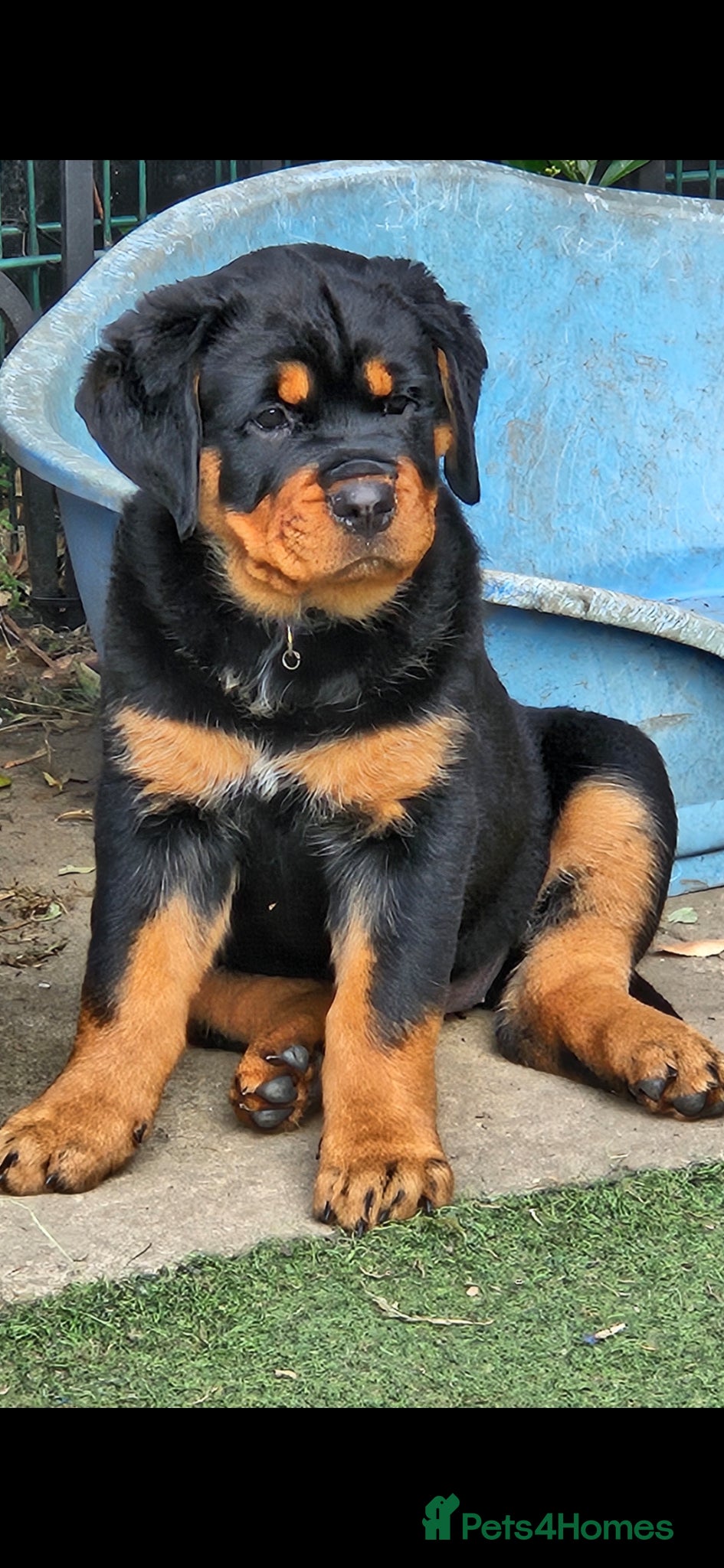Rottweiler dogs Beautiful chunky puppies vet checked clear  - Advert 5
