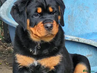 Rottweiler dogs Beautiful chunky puppies vet checked clear - Advert 5