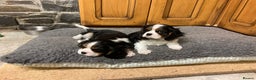 Cavalier King Charles Spaniel dogs for sale: Super tri/blenheim KC pups - health tested parents - Advert 6