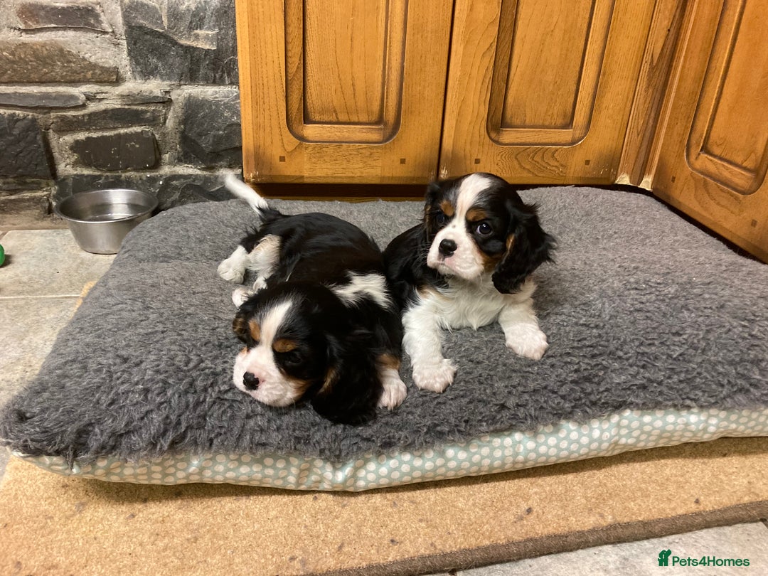 Cavalier King Charles Spaniel dogs for sale: Super tri/blenheim KC pups - health tested parents - Advert 6