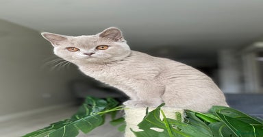 British Shorthair cats - Advert 15