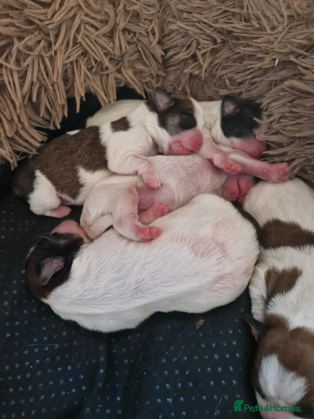 Shih Tzu dogs for sale: 2 male and female for sale  - Advert 6