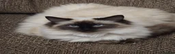 Ragdoll cats for sale: One Female Ragdoll Kitten left - Advert 10