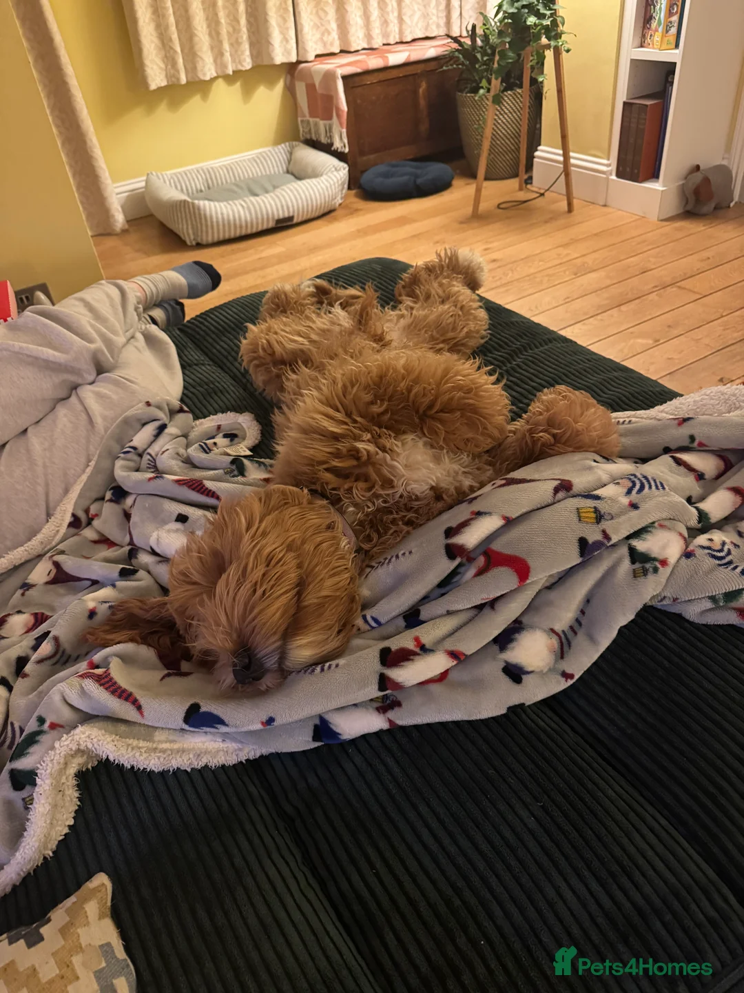 Australian Labradoodle dogs for sale: Australian Labradoodle - Boy born 6 Aug 25 - Advert 2