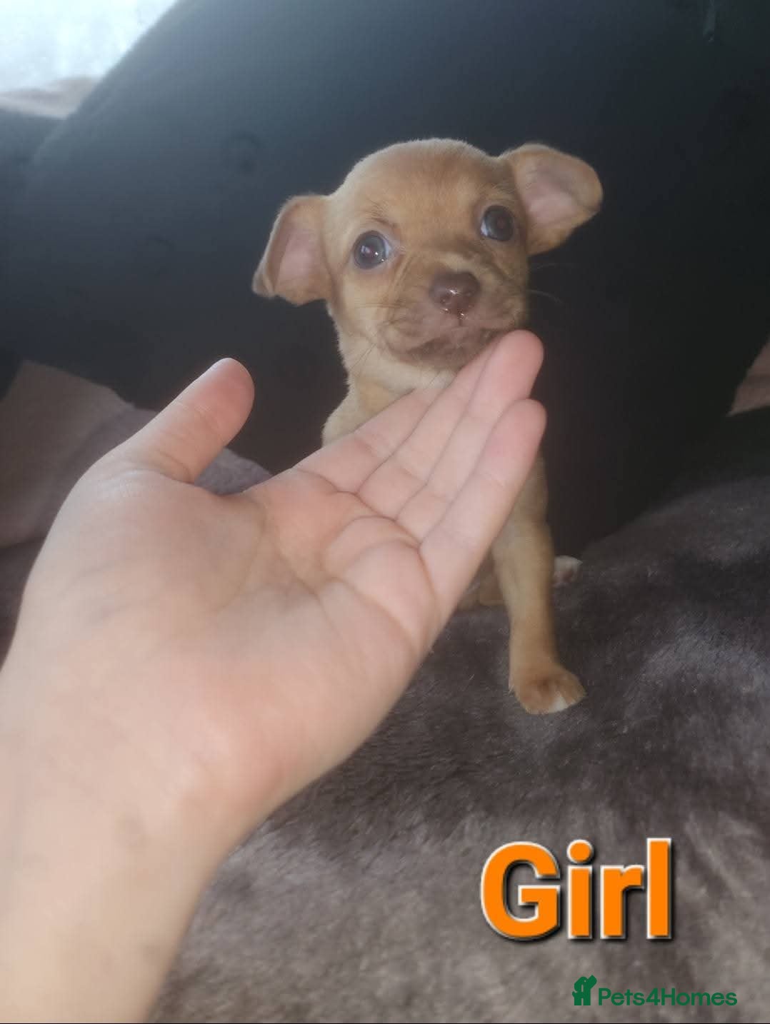 Mixed Breed dogs Looking for new lap  - Advert 4