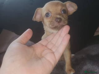 Mixed Breed dogs Looking for new lap - Advert 1