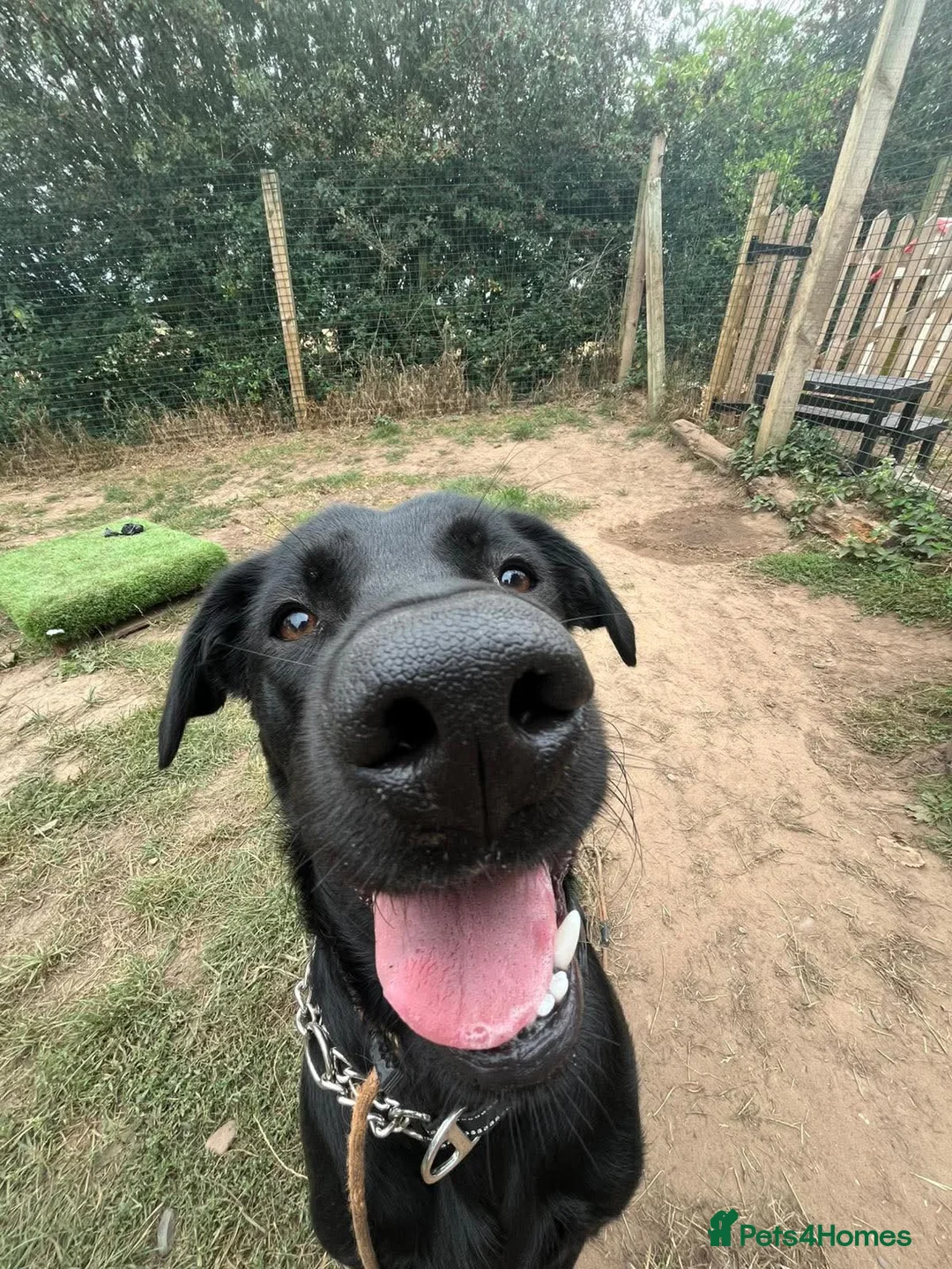 Labrador Retriever dogs for adoption: Ben   - Advert 12