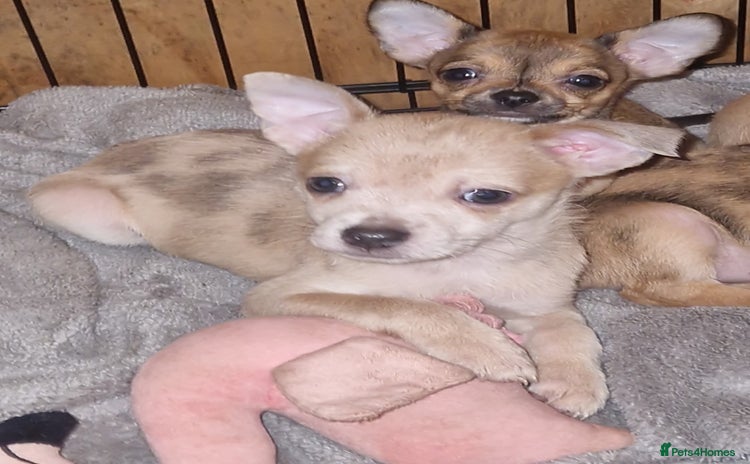 Chihuahua dogs - Advert 2