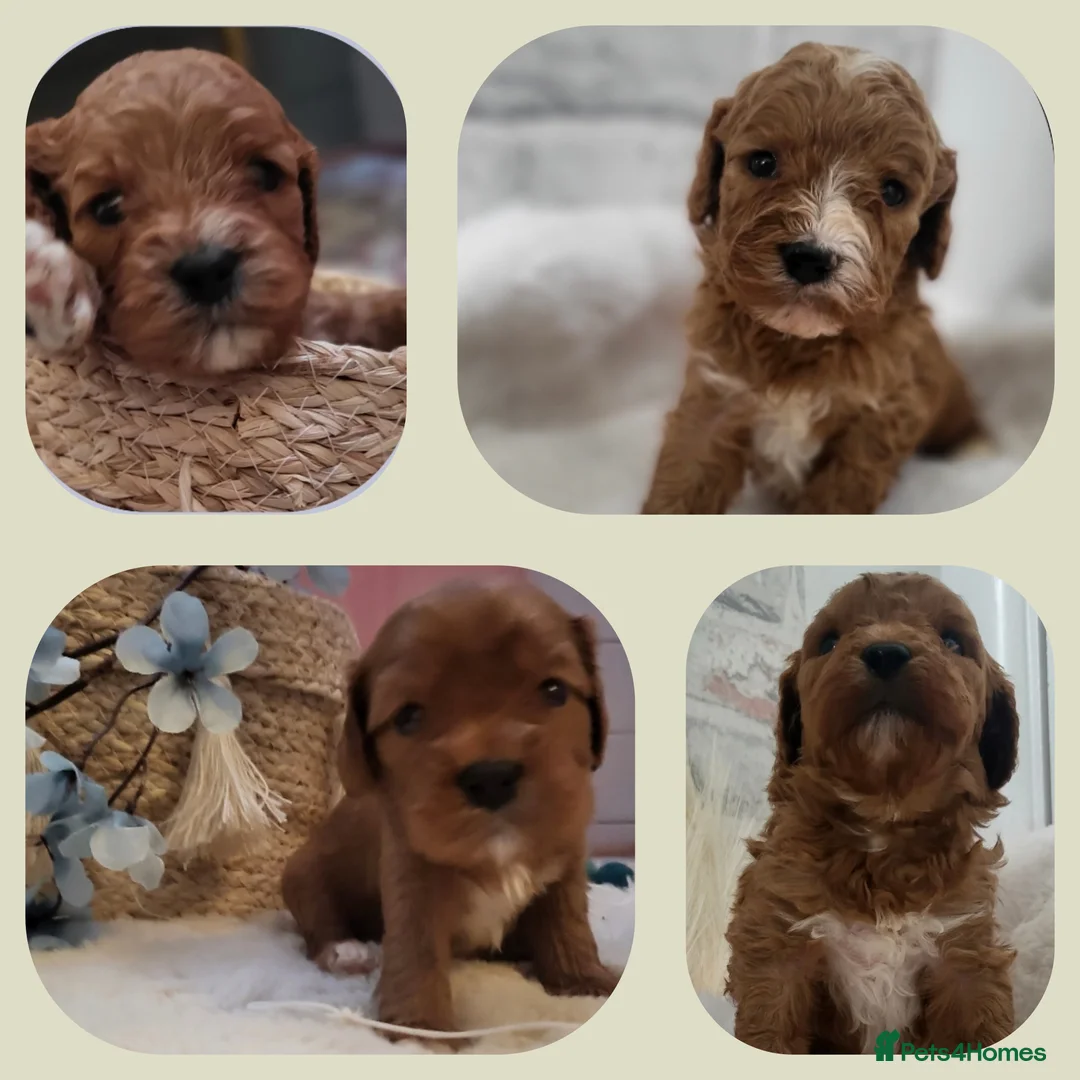 Cavapoo dogs for sale: F1 Toy Cavapoo Litter Planned  - Advert 7