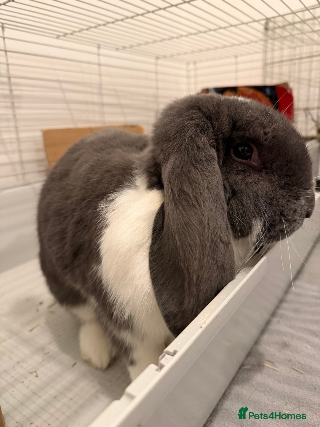French Lop rabbits for sale: Appa - Male French Lop - Image 2