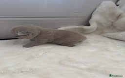British Shorthair cats for sale: GCCF British shorthair lilac male kitten  - Image 10