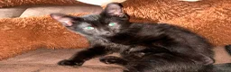 Mixed Breed cats for sale:  male kitten looking for loving forever home  - Advert 5