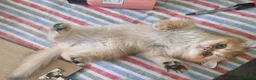 British Shorthair cats for sale: Stunning British Shorthair Golden Chinchilla - Advert 6