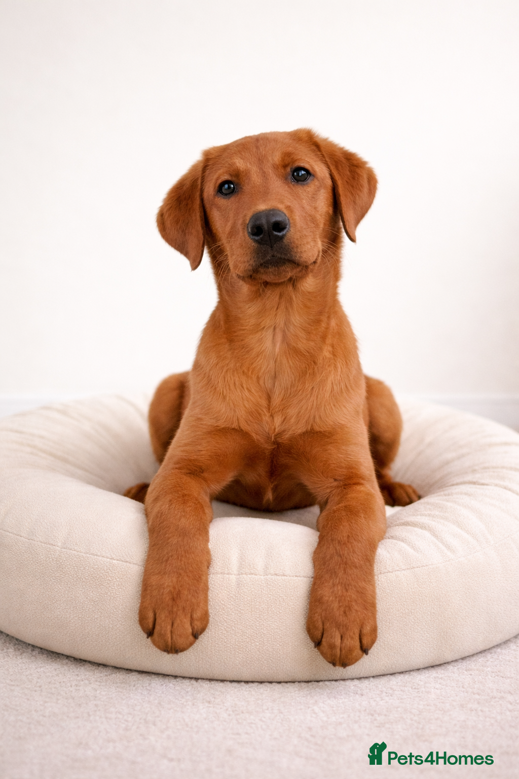Labrador Retriever dogs Assistance dog Labrador  - Advert 1