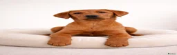 Labrador Retriever dogs for sale: Assistance dog Labrador  - Advert 1