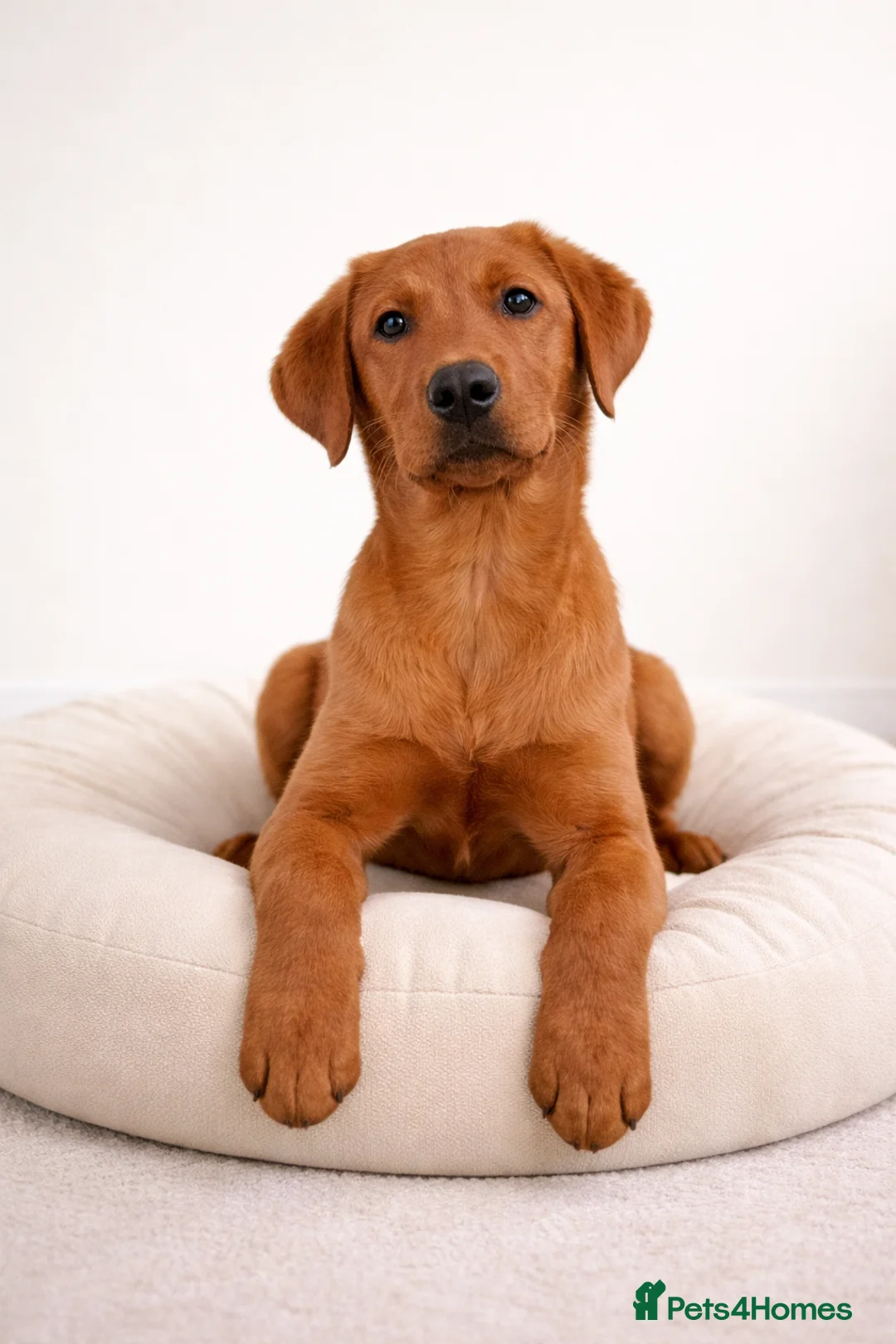 Labrador Retriever dogs for sale: Assistance dog Labrador  - Advert 1