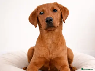 Labrador Retriever dogs Advanced trained Labrador - Advert 2