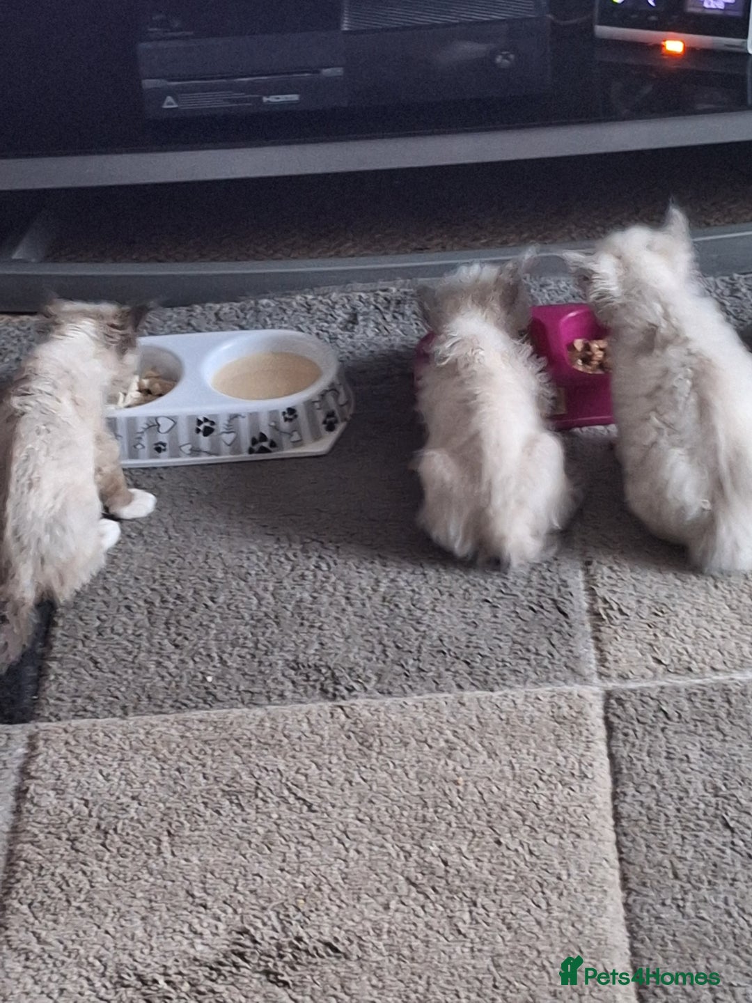 Ragdoll cats for sale: 3 loving ragdoĺls kittens for loving homes   - Image 8
