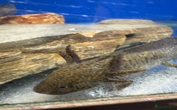 Axolotl reptiles for sale: Adorable Axolotls  - Image 9