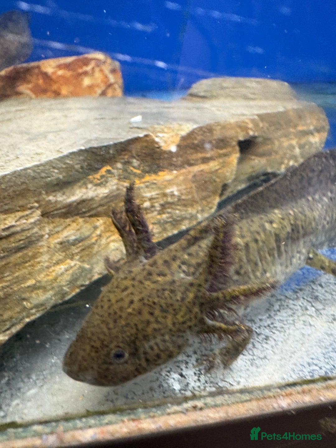 Axolotl reptiles for sale: Adorable Axolotls  - Image 9