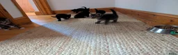 Mixed Breed cats for sale: Lovely variety pack of kittens  in Penzance - Advert 12