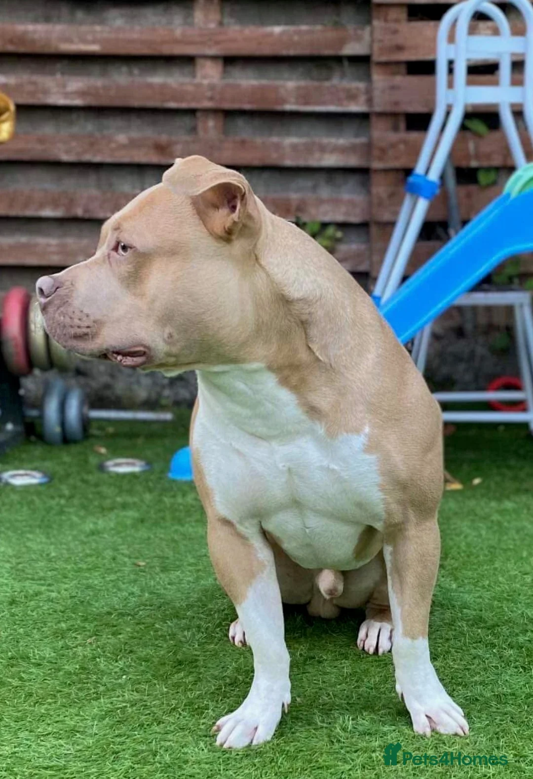 American Bully dogs for stud: Stud  - Advert 1