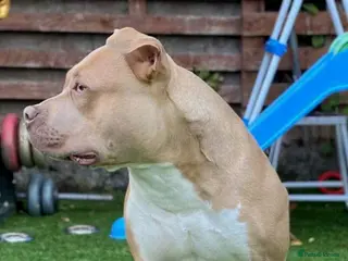 American Bully dogs Stud - Advert 8