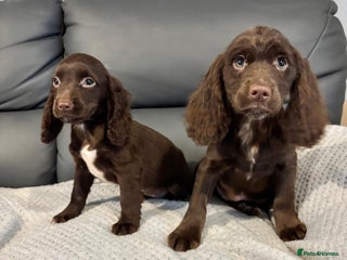 Cocker Spaniel dogs Cocker Spaniel Girls Fully Vaccinated Ready Now - Advert 1