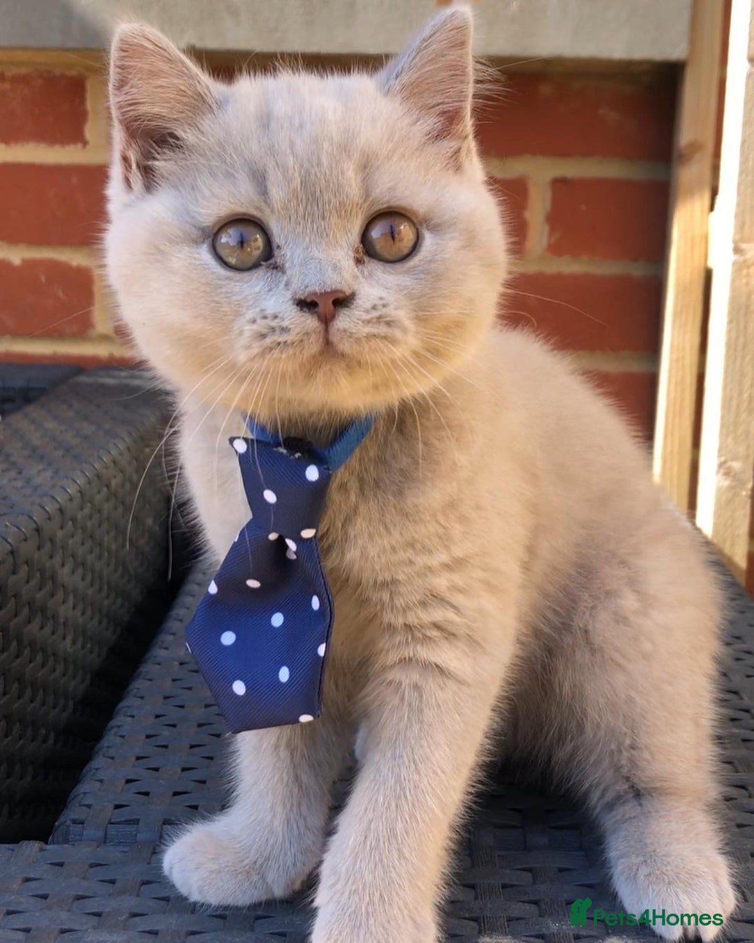 British Shorthair cats for sale: Chester - 🏆Champion bloodline GCCF reg. pedigree kittens - Image 16