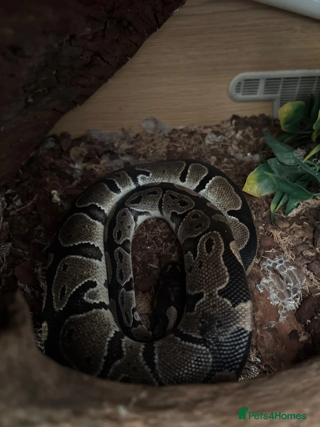 Python Snake reptiles for sale: Very gently golden python!  in Sandy - Advert 1