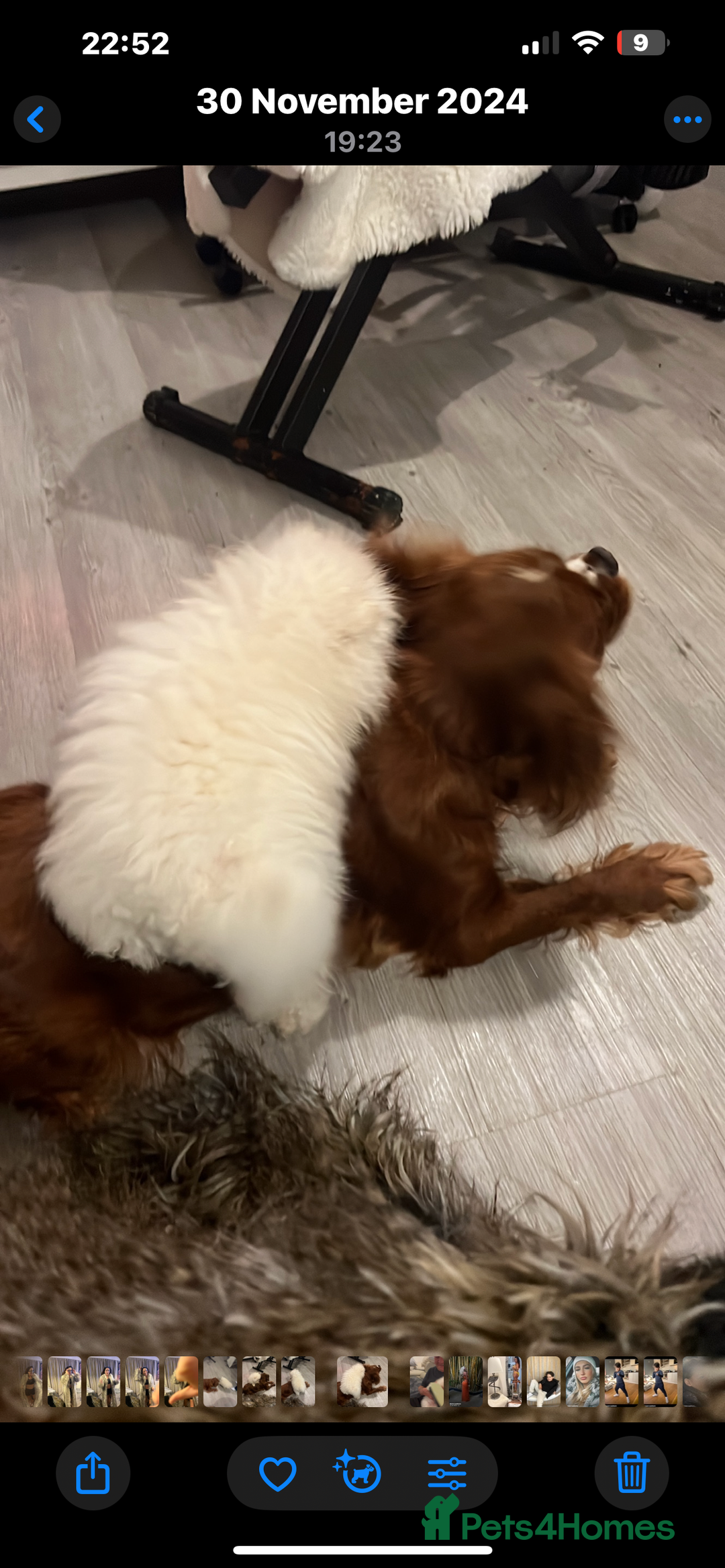 Pomeranian dogs for sale: Beautiful boy Pomeranian - Image 2