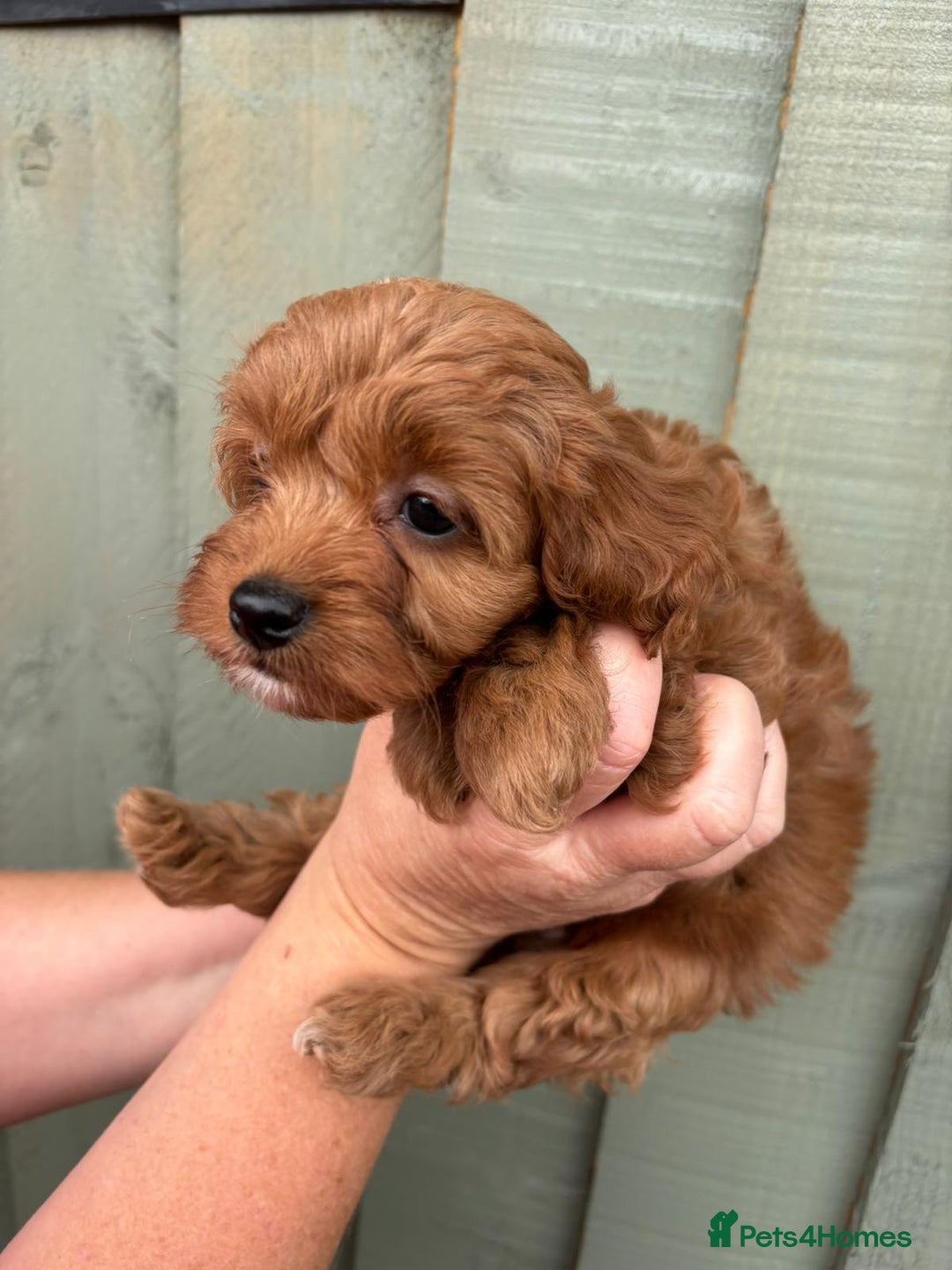 Cockapoo dogs for sale: ❤️ Tiny Deep Red Miniature F1b Cockapoo Pup's  - Image 31
