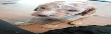 Cockapoo 2