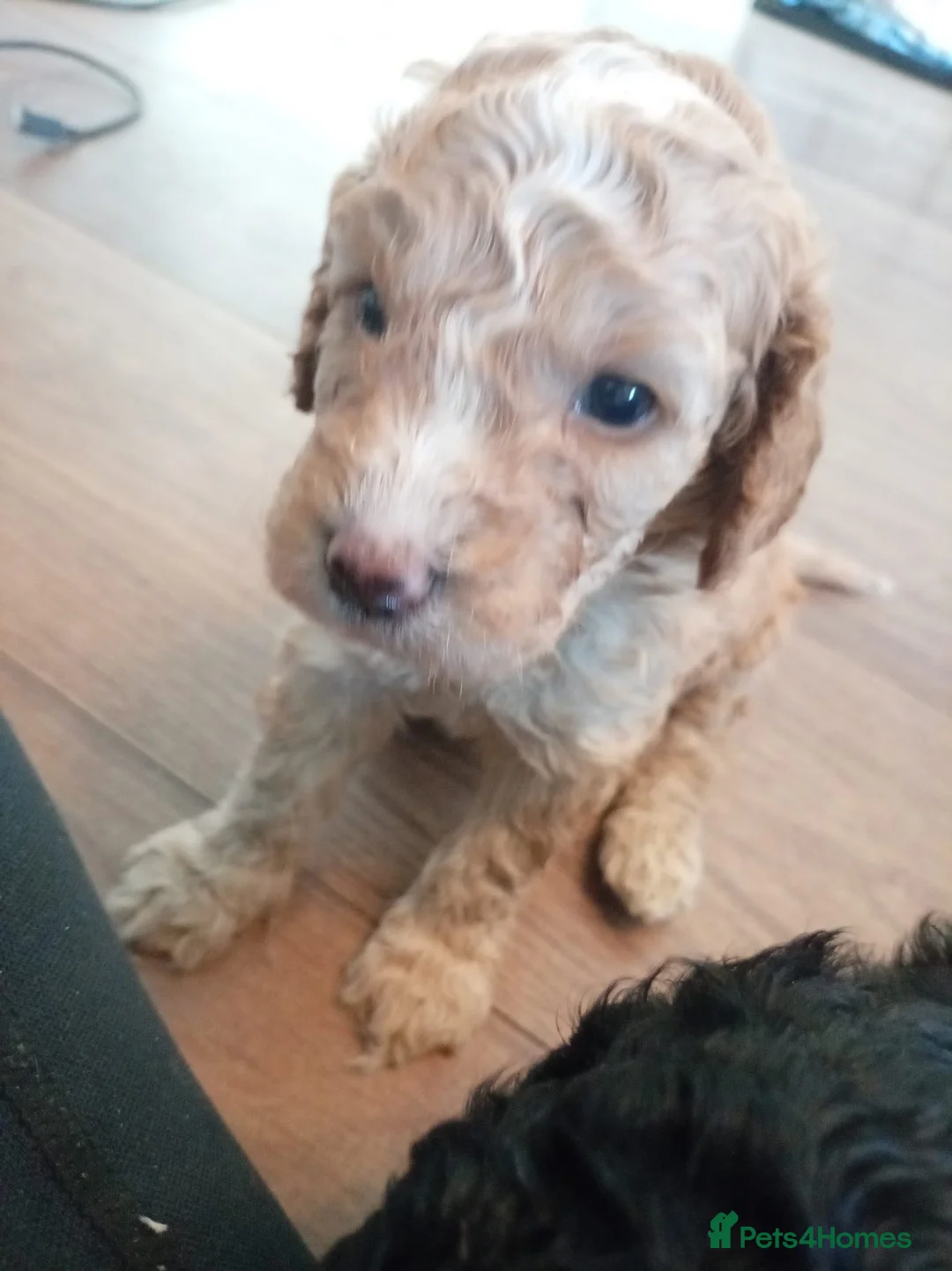Cockapoo dogs for sale: Cockapoo puppies - Advert 2