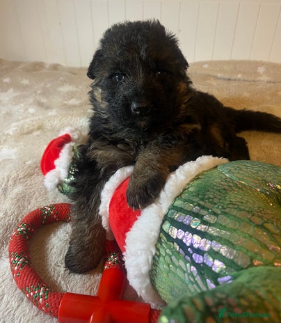 German Shepherd dogs Outstanding long haired Gsd pups for sale - Advert 6