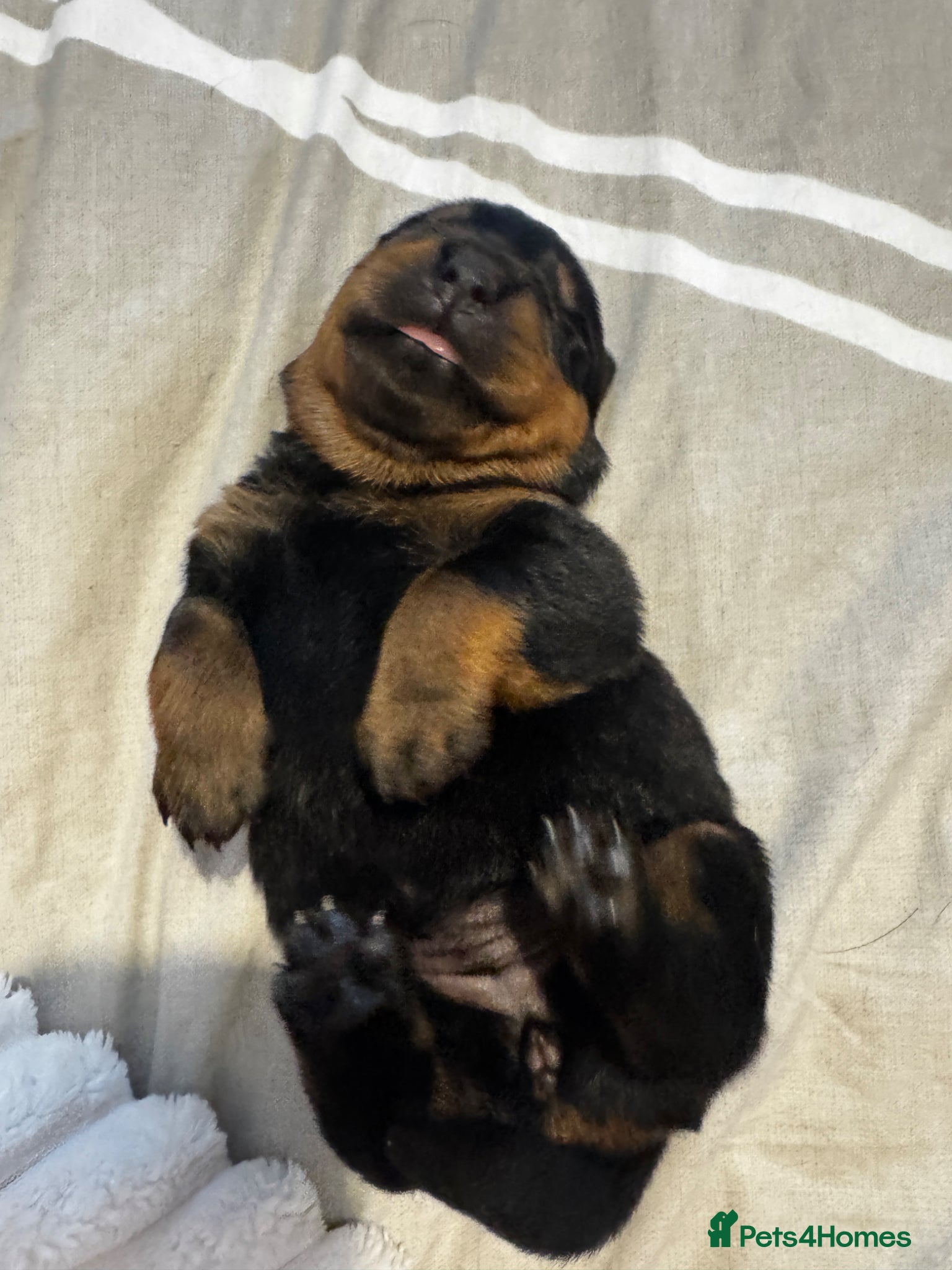 Rottweiler dogs small Beautiful Rottweiler Litter - Advert 5