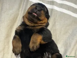 Rottweiler dogs small Beautiful Rottweiler Litter - Advert 9