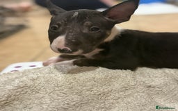 English Bull Terrier dogs for sale: Ready to leave now 7 English Bullterrier puppys - Image 34