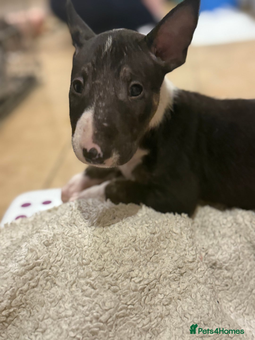 English Bull Terrier dogs for sale: Ready to leave now 7 English Bullterrier puppys - Image 34