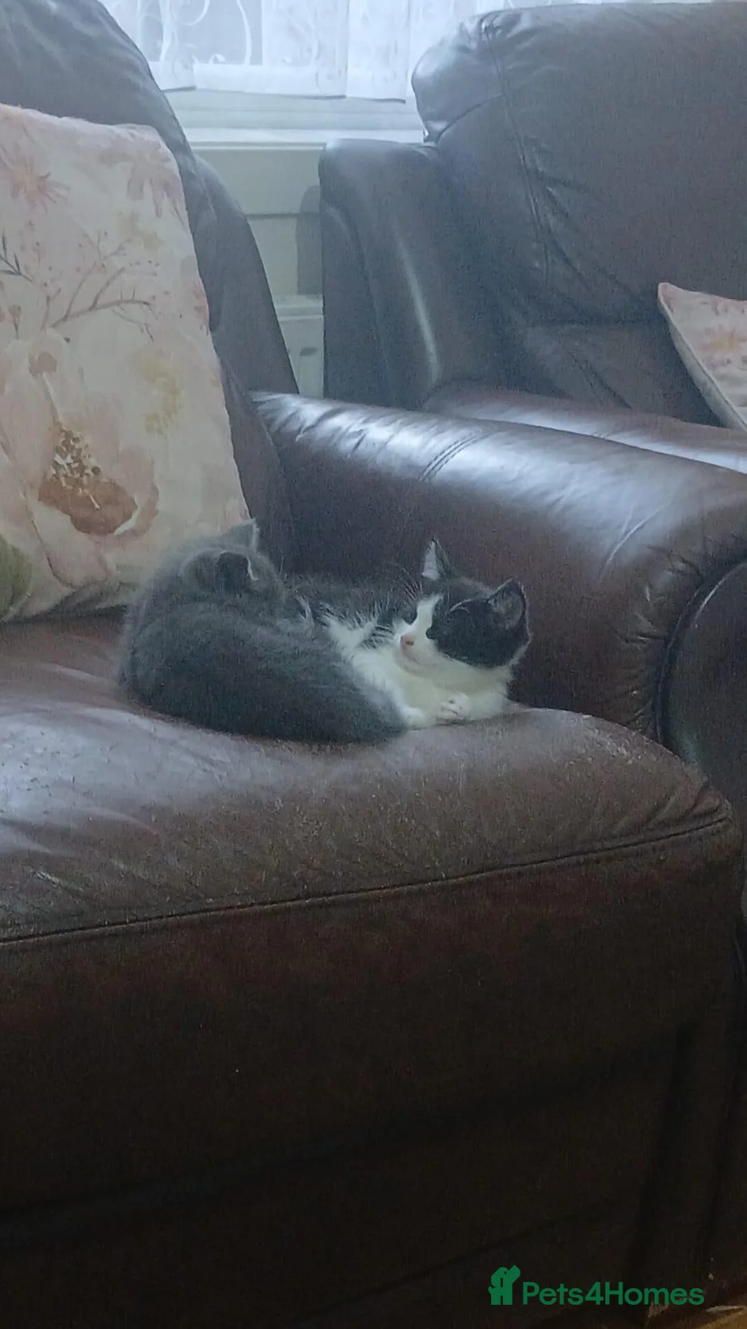 Domestic Shorthair cats for sale: Kittens available to a good home - Advert 2